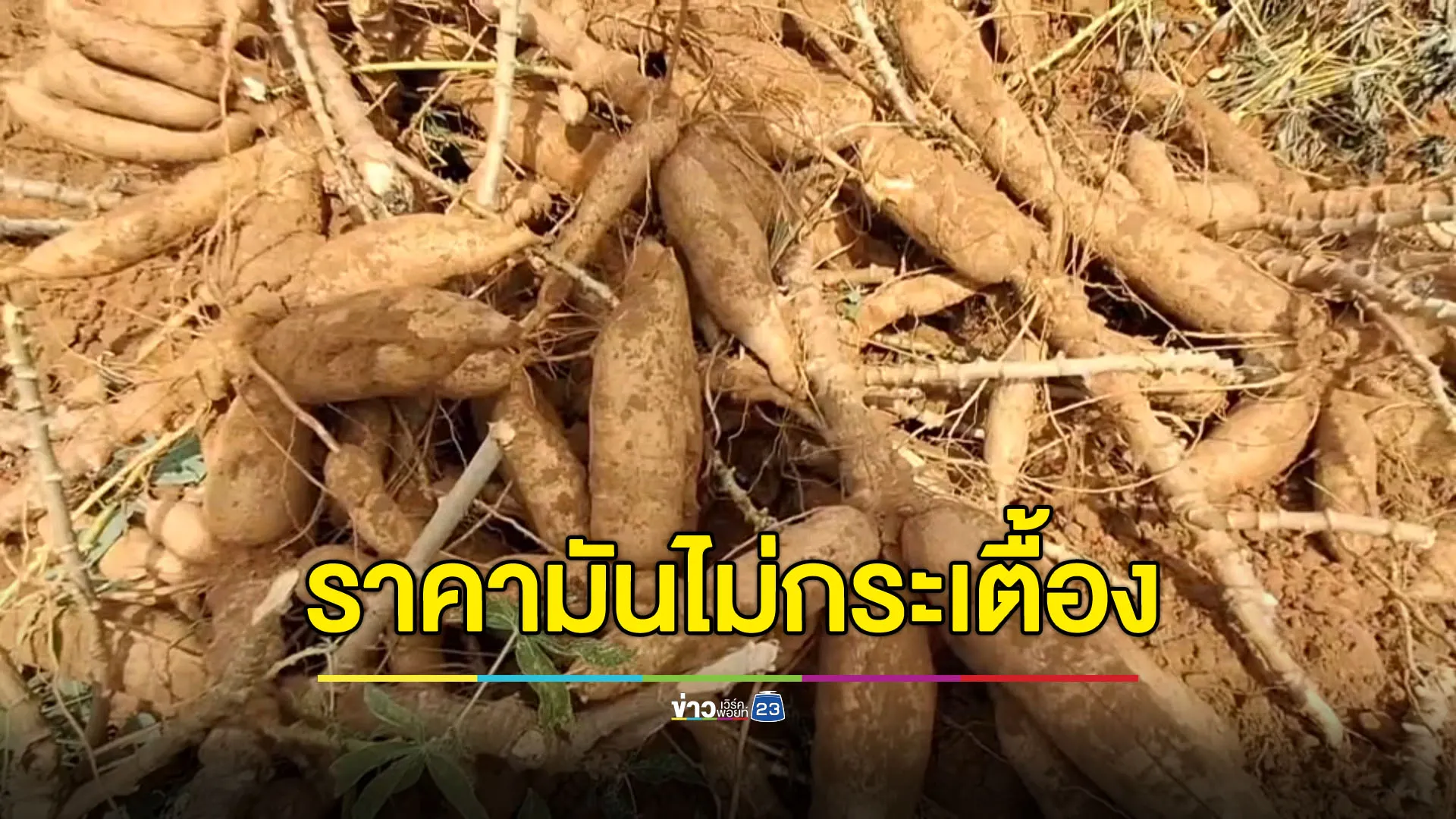 ห้ามนำเข้าไม่ส่งผล ราคามันสำปะหลังยังไม่กระเตื้อง