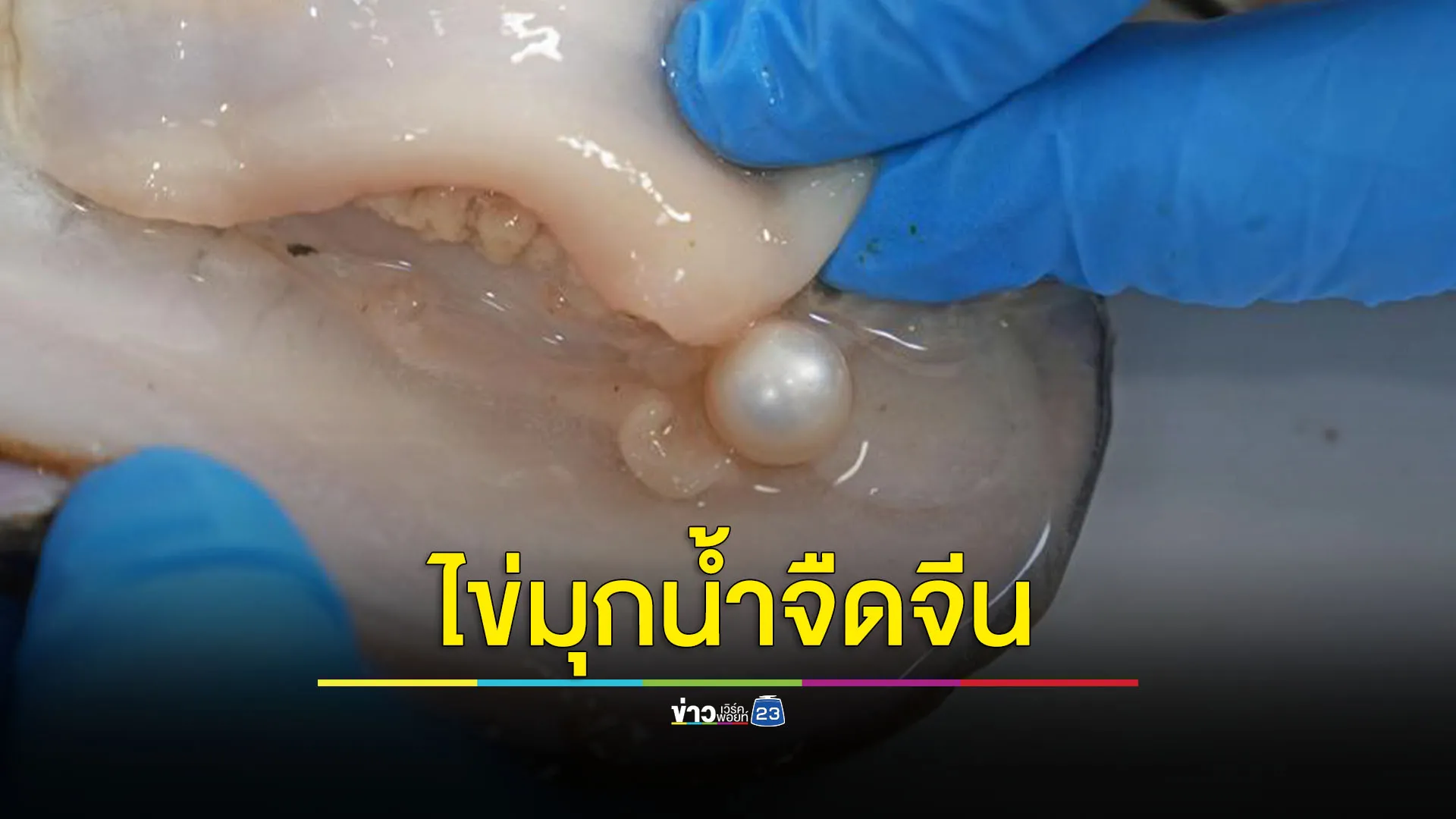 จีนวิจัย 'ไข่มุกน้ำจืด' หวังตีตลาดต่างแดน