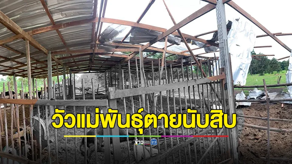 กระสุนปืนใหญ่กัมพูชา ถล่มลงบ้านเรือนประชาชน ทุ่งนา และคอกวัวแม่พันธุ์ตายนับสิบตัว