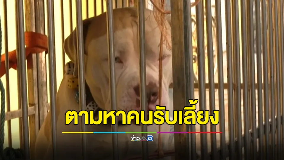 วอนคนใจบุญรับเลี้ยง "จ๊อด" หลังพบหลวงพี่มรณภาพในกุฏิ ร่างถูกแทะ 