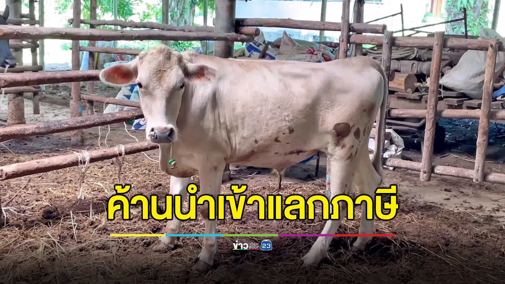 เกษตรกรค้าน นำเข้าชิ้นส่วนโคแลก “ทรัมป์” ลดภาษีไทย