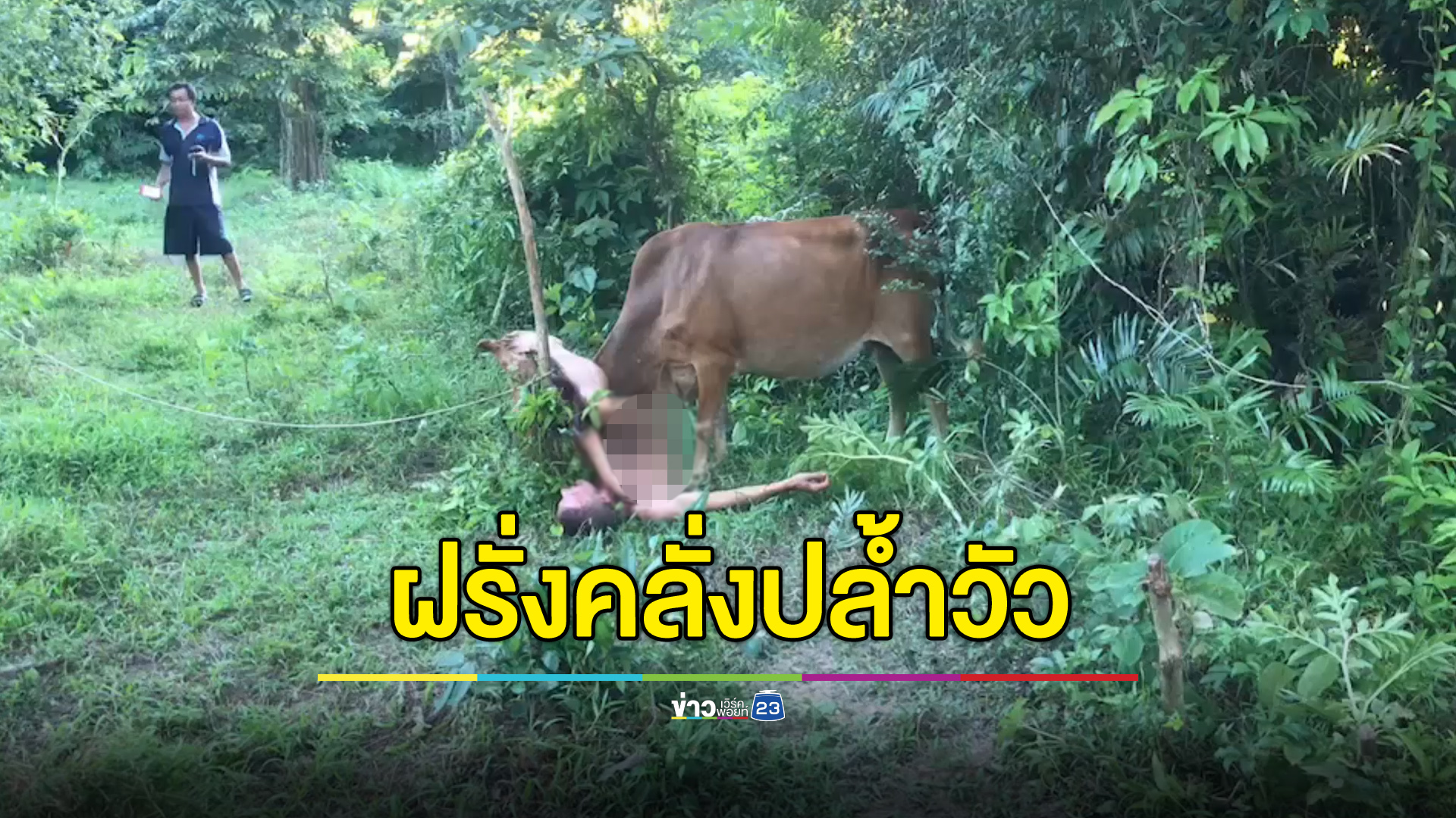 กู้ภัย-ตร.ช่วยกันวุ่น ฝรั่งคลั่งแก้ผ้าปล้ำรัดกับวัวชาวบ้าน