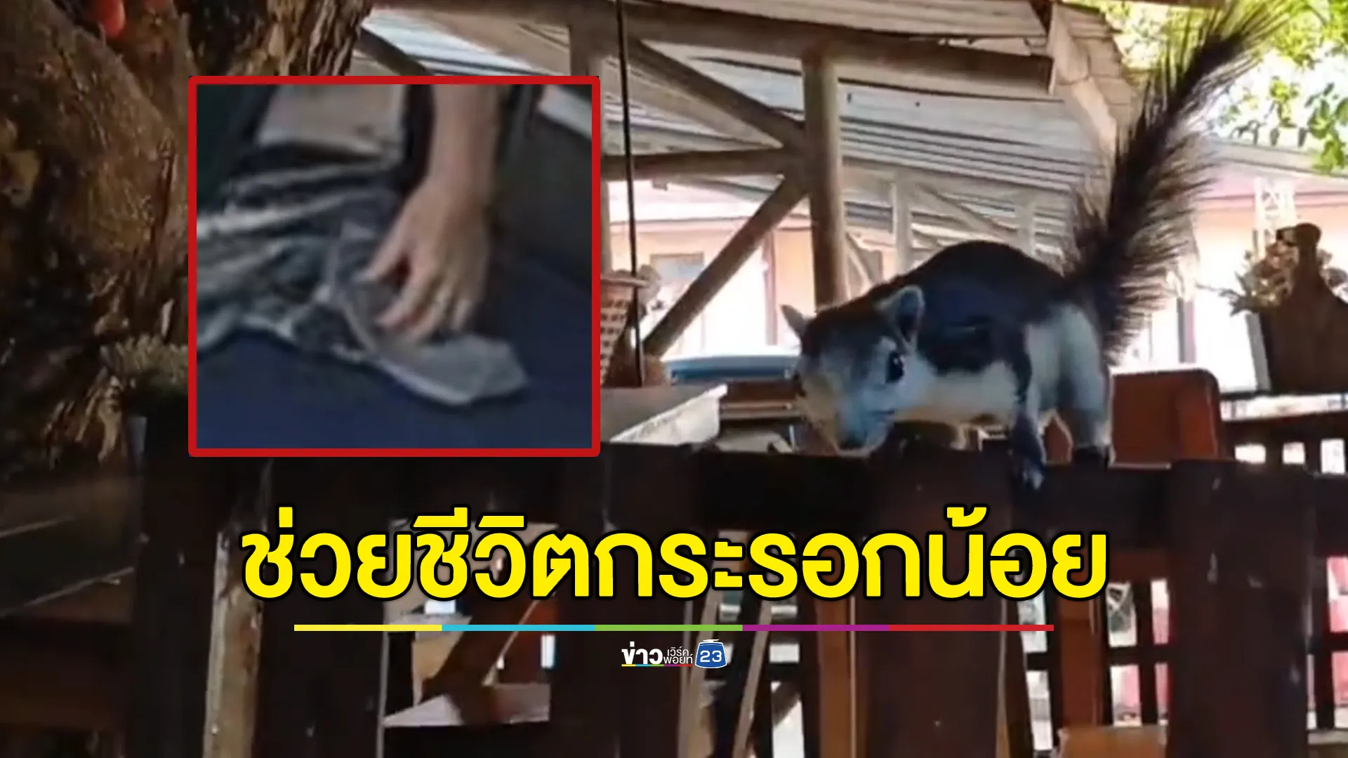 ชื่นชม!แม่ค้าไอศกรีมรถเข็นช่วยปั๊มหัวใจกระรอกถูกไฟดูด