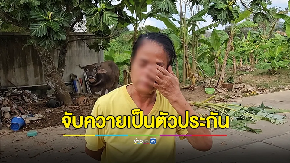 ตำรวจวุ่น ระงับเหตุ ป้าจับ “ควาย” เป็นตัวประกัน 3 วัน กัดกินกล้วยเกือบหมดสวน 