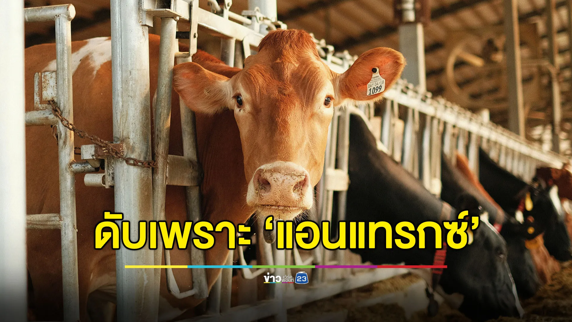 มุกดาหารดับแล้ว 1 - เฝ้าระวัง “แอนแทรกซ์” ระบาด