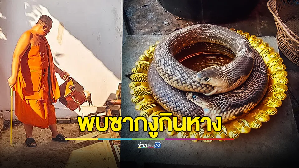 ฮือฮา!!! พระทำความสะอาดวัด พบซากงูกินหาง 2 ตัว ไม่เน่า โดยหนึ่งตัวเป็นงูเห่าเผือก 