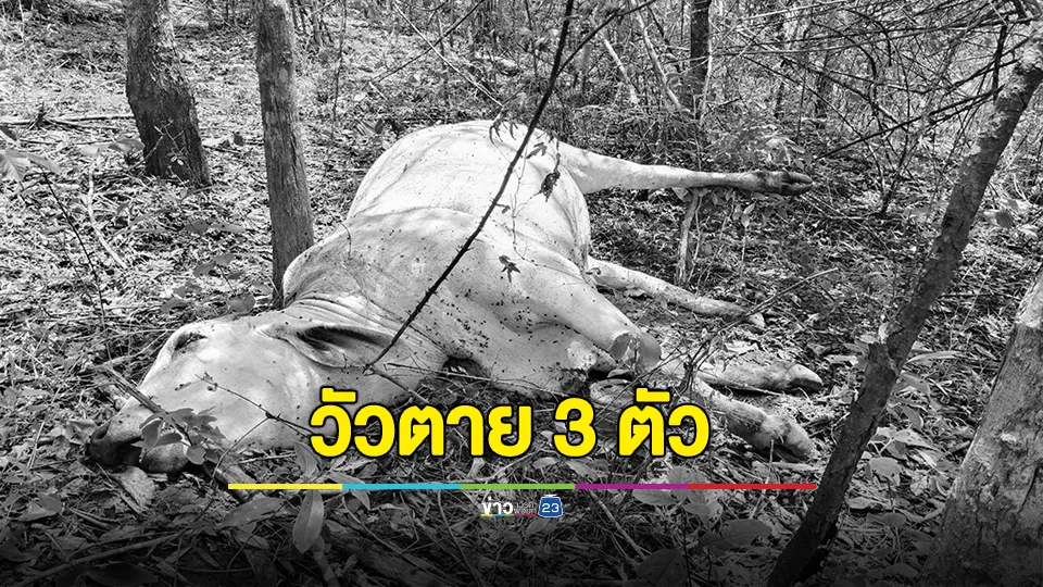 พบวัว 3 ตัวตายชาวบ้านผวากลัวการระบาดโรคแอนแทรกซ์ เร่งส่งตรวจหาเชื้อ 