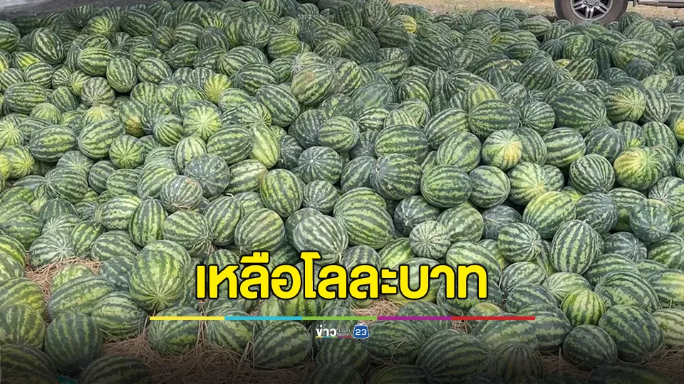 วิกฤตแตงโมเหลือโลละบาท ขายไม่ออกกว่า 100 ตัน 