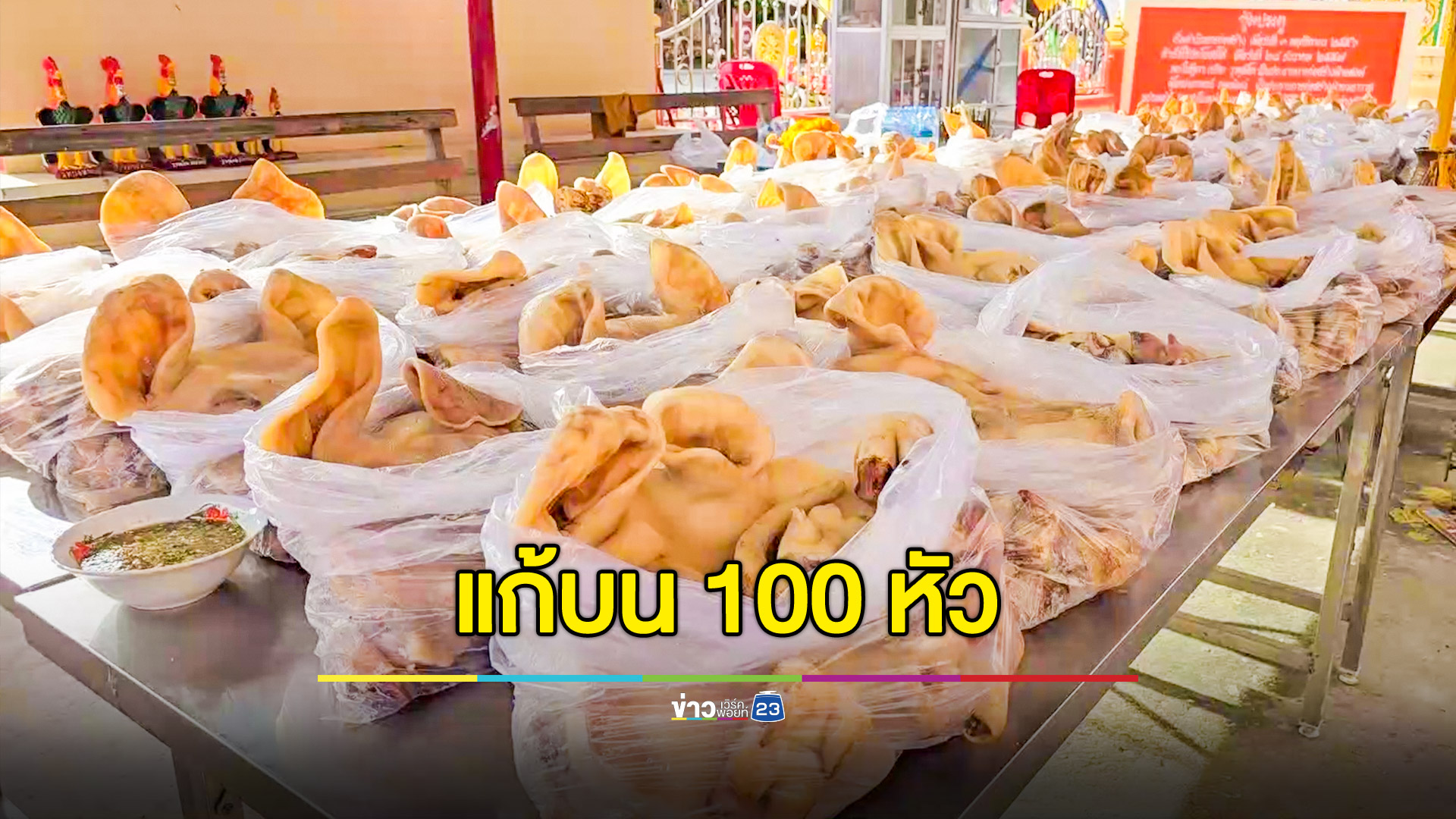 ขนหัวหมู 100 หัว แก้บนหลวงพ่อเคลือบวาจาสิทธิ์ ส่องอีกเลขเด็ด