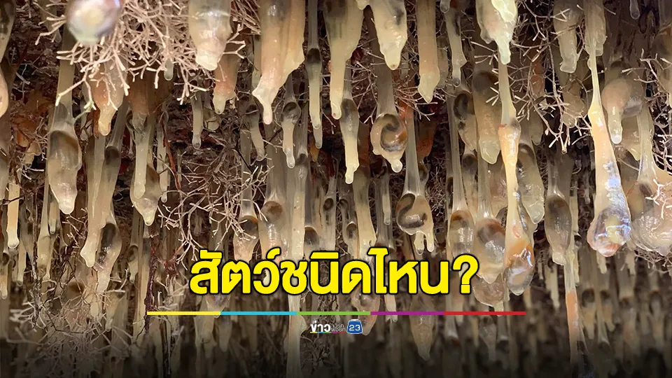 สาวโพสต์ถามคือสัตว์ชนิดไหน? ติดมากับท้องเรือ 