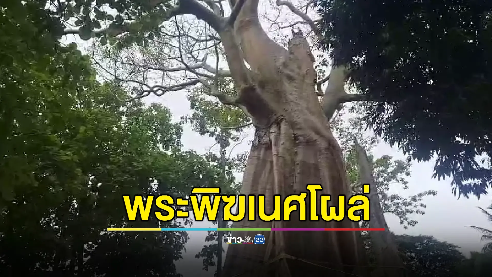 ฮือฮา!รูปคล้ายพระพิฆเนศโผล่โคนต้นไม้เก่าแก่