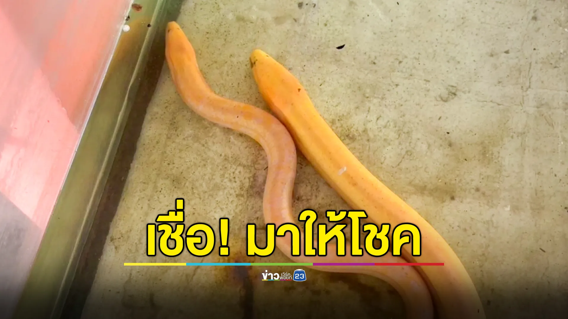  ฮือฮา! จับได้ปลาไหลสีทองตัวที่ 2 เชื่อมาให้โชค - เป็นคู่กับตัวแรก