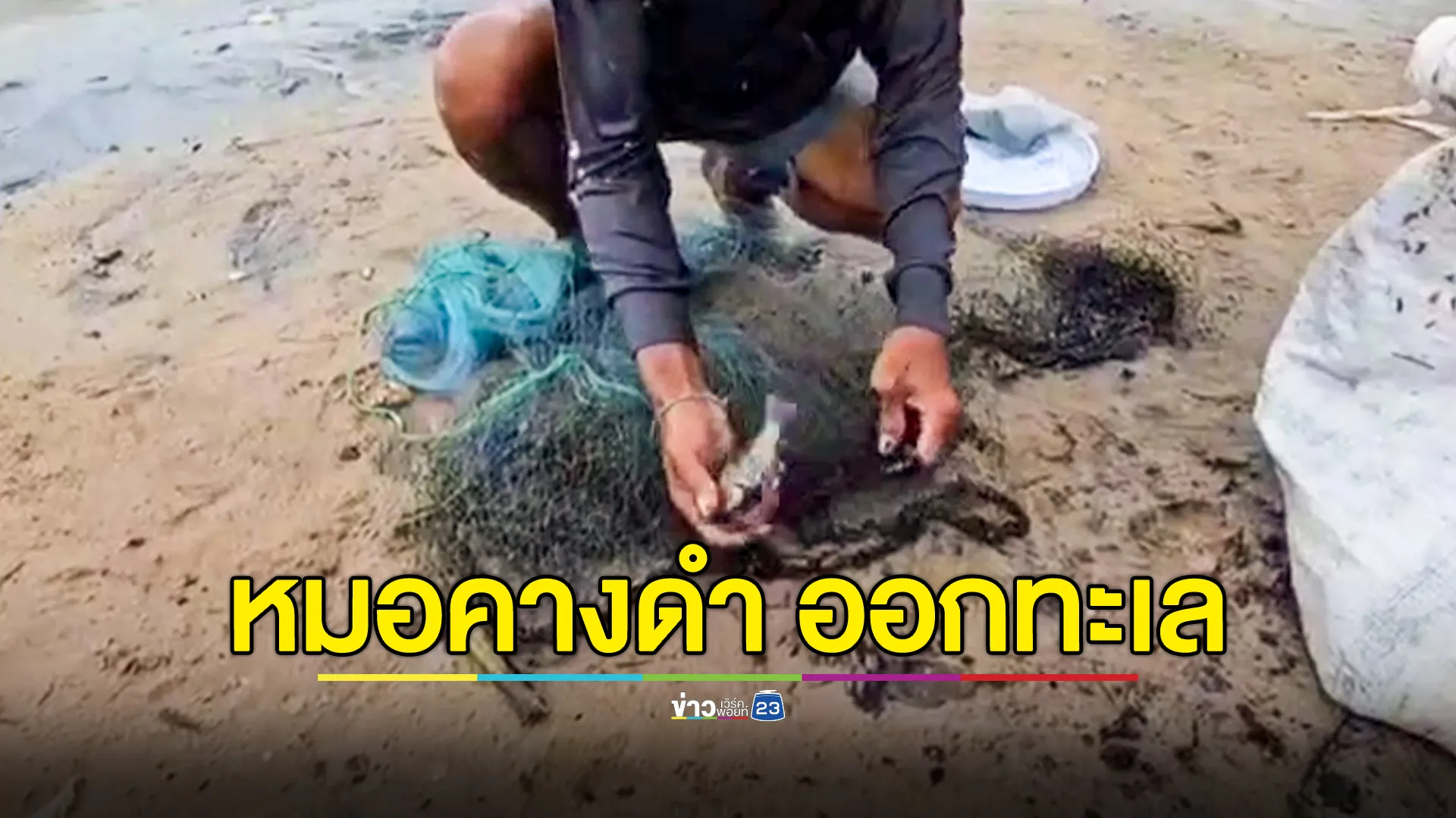 ปลาหมอคางดำ หนีน้ำคลองออกทะเลไปอยู่เกาะ กินกุ้งติดอวน ชาวประมงวอนรัฐแก้ไขด่วน