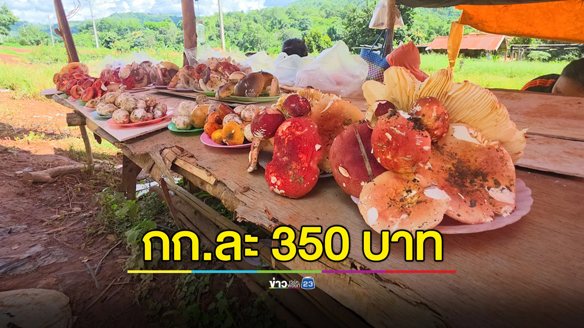 ชาวบ้านเก็บเห็ดระโงกและเห็ดป่าขาย สร้างรายได้วันละกว่า 1 พันบาท