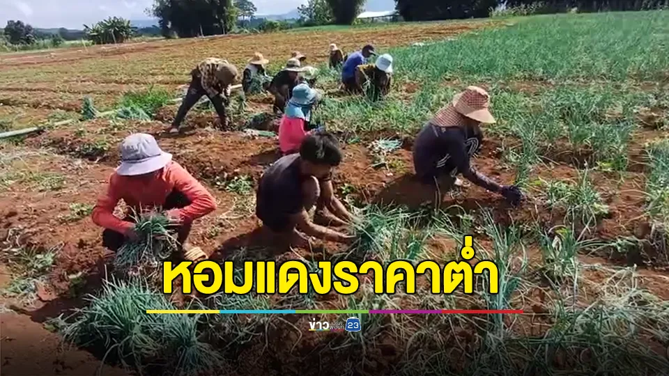 เกษตรกรผู้ปลูกหอมแดงระดมคนงานถอนเก็บไว้ ไม่ขายตามที่พ่อค้าตีราคา เพราะราคาต่ำ