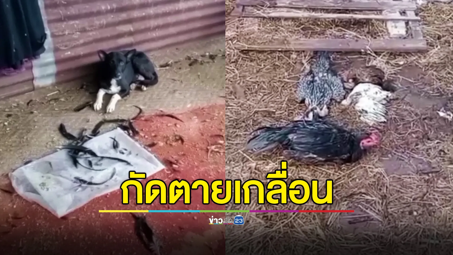 เจ้าของฟาร์มสุดช้ำ หมาบุกกัดไก่ชน ตายเกลื่อนเล้ากว่า 40 ตัว 