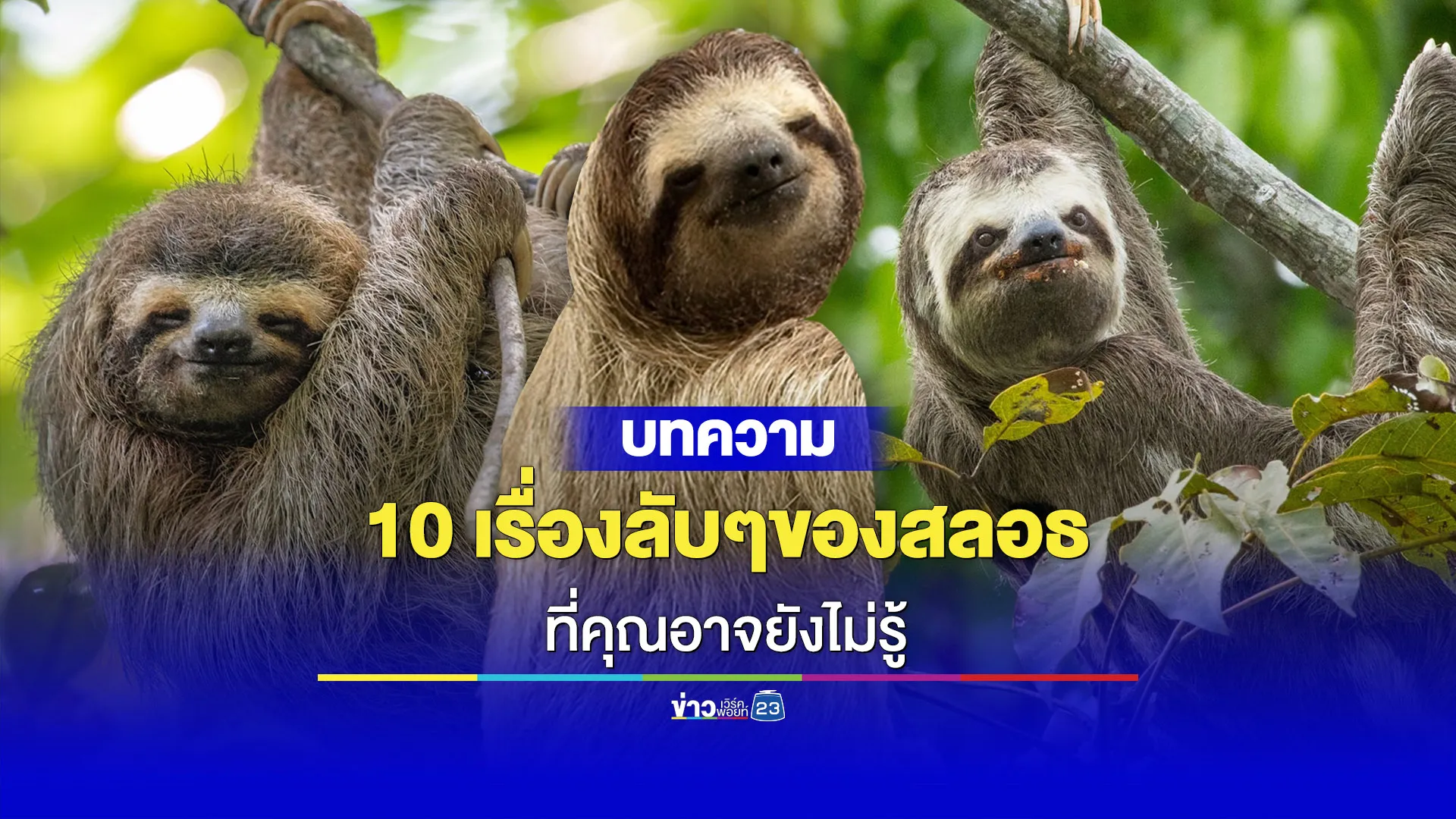 10 เรื่องลับๆ ของสลอธที่คุณอาจยังไม่รู้!