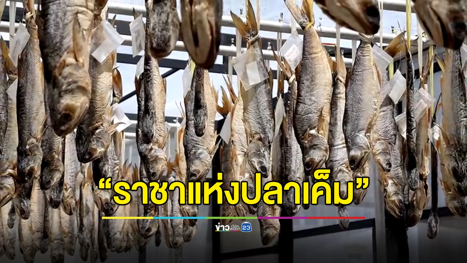 ทำความรู้จักปลากุเลาตากใบ “ราชาแห่งปลาเค็ม”