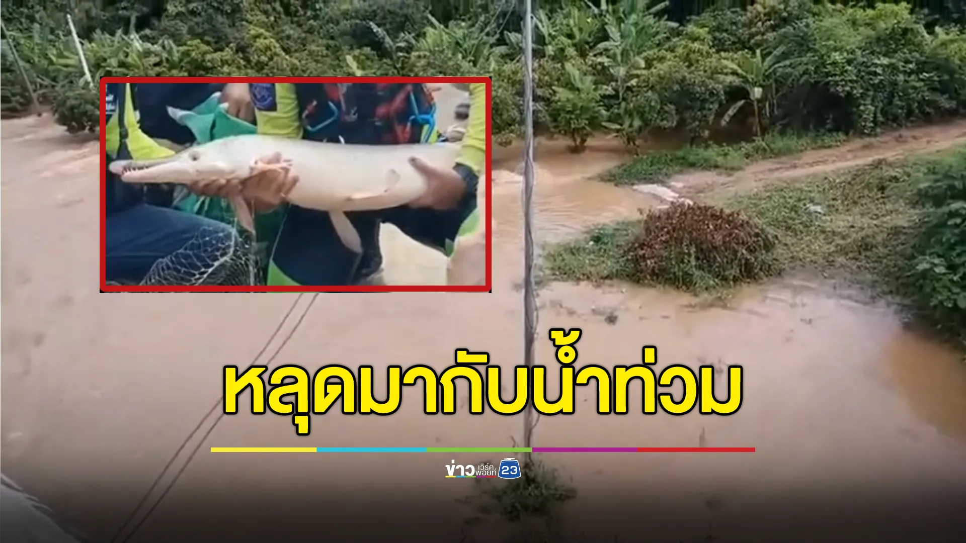 ผวา!พบ"ปลาอัลลิเกเตอร์"หรือปลาจระเข้ หลุดมากับน้ำท่วมสุโขทัย 