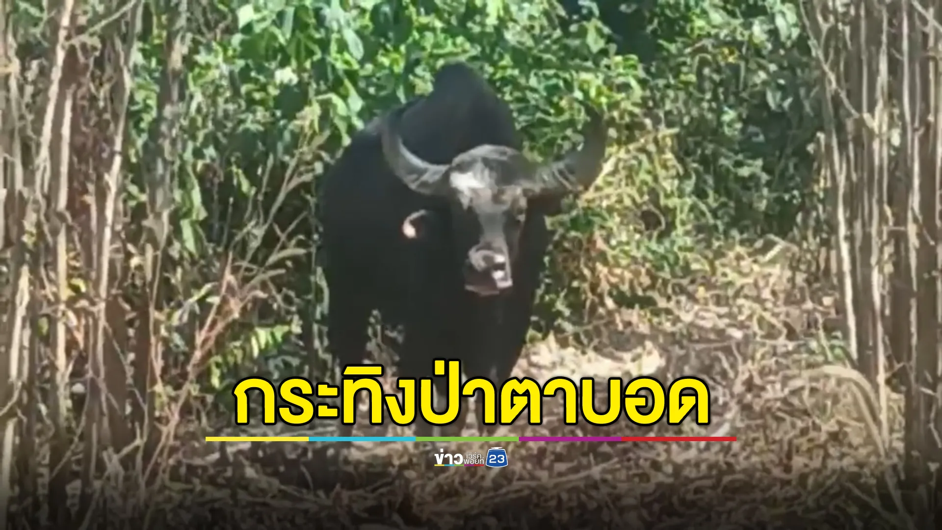 ภารกิจช่วย“กระทิงป่าตาบอด”เดินวนในป่ายูคาฯชาวบ้านแก่งดินสอ 