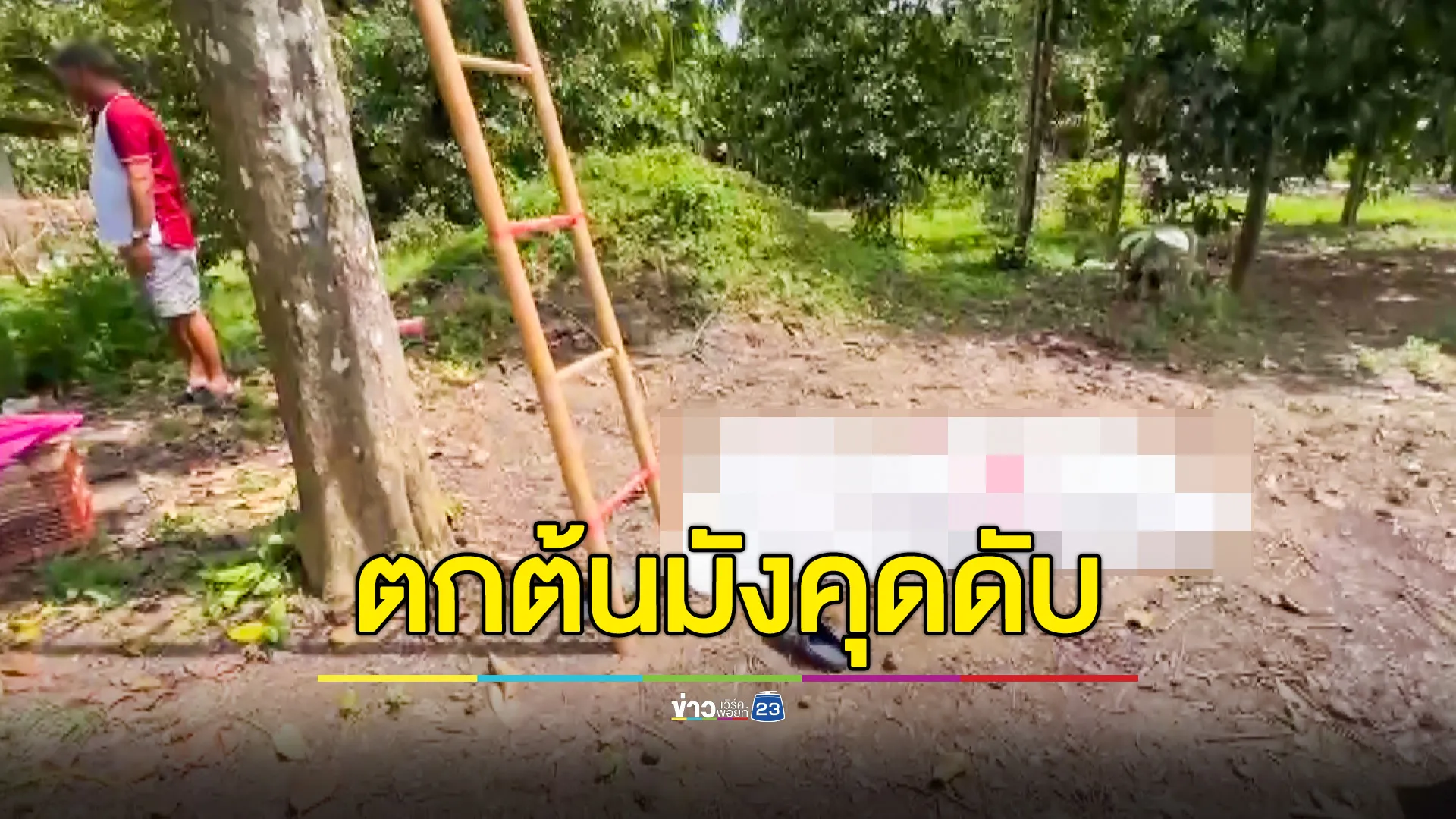 หญิงวัย 66 ตกต้นมังคุด เสียชีวิตสลด สุนัขคู่ใจเฝ้าศพไม่ห่าง