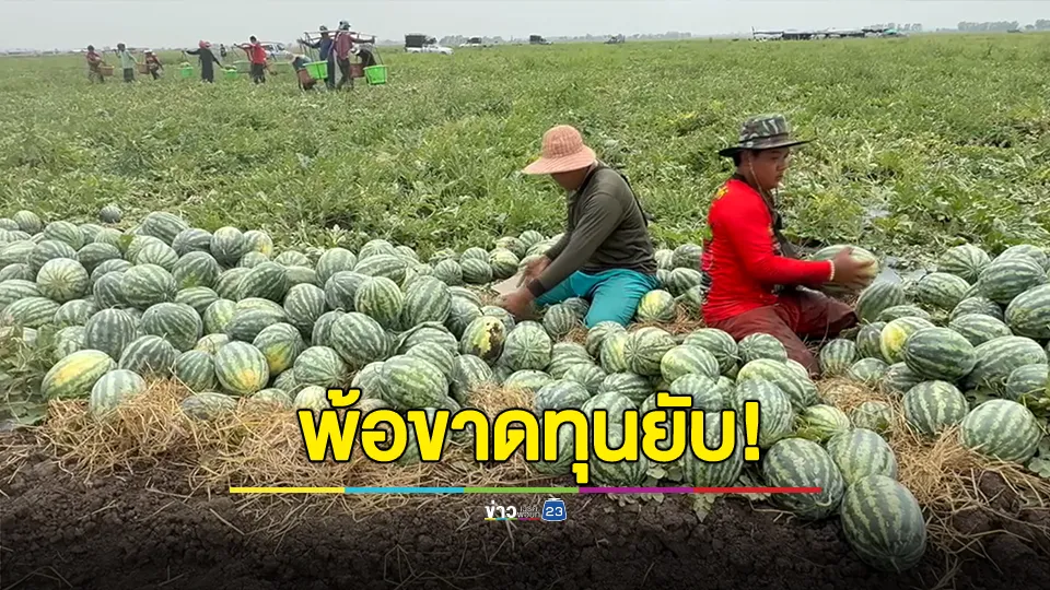 เกษตรกรอยุธยาโอดครวญ! แตงโม ราคาต่ำสุดในรอบปีเหลือแค่ กิโลกรัมละ 2 – 3 บาท ขาดทุนยับ