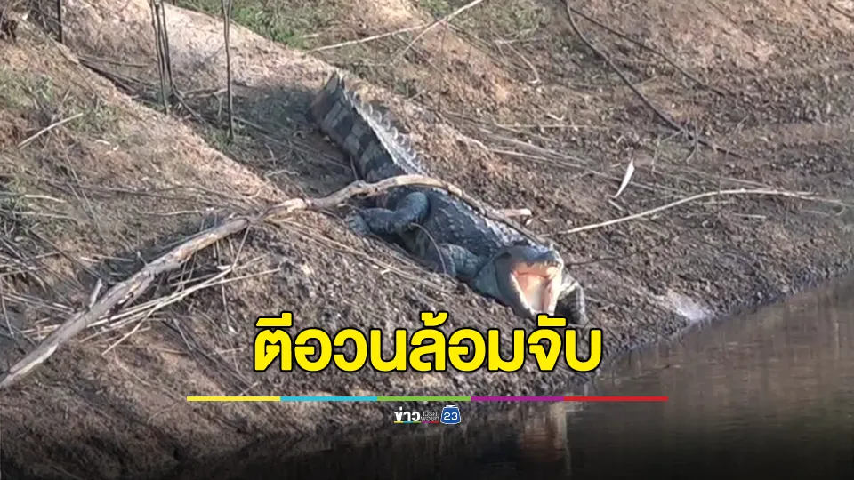 เจ้าหน้าที่ตีอวนล้อมจระเข้ หลังพบนอนอาบแดดที่ขอบบ่อน้ำฟาร์มหมู 