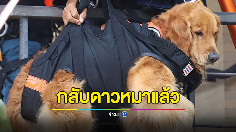 "สิงโต" สุนัขกู้ภัย K9 กลับดาวหมาแล้ว หลังทำหน้าที่ 11 ปี 