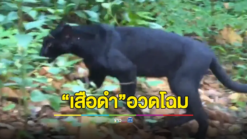 เสือดำแก่งกระจานอวดโฉม คาดเป็นตัวเดิมที่เคยปรากฏกาย 