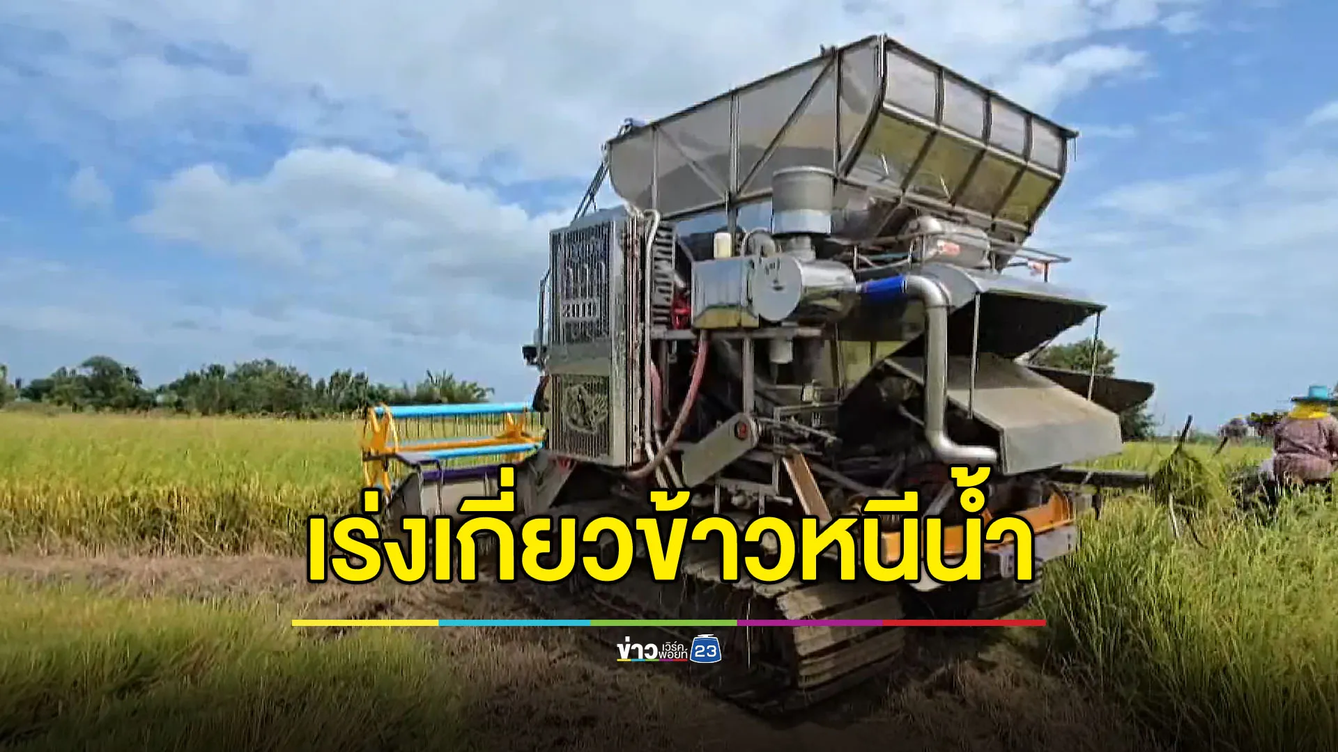 ชาวนาจำใจ เร่งเกี่ยวข้าวหนีน้ำ ราคาตกก็ยอม