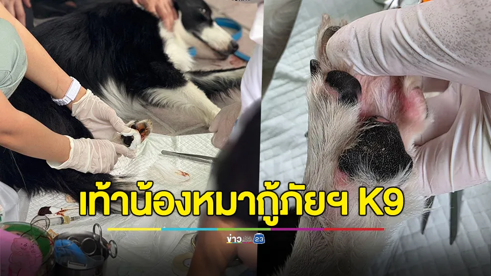 เท้าน้องหมา กู้ภัยฯ K9 หลังจากการปฏิบัติภารกิจค้นหาผู้สูญหายอาคาร สตง. ถล่ม จากแผ่นดินไหว
