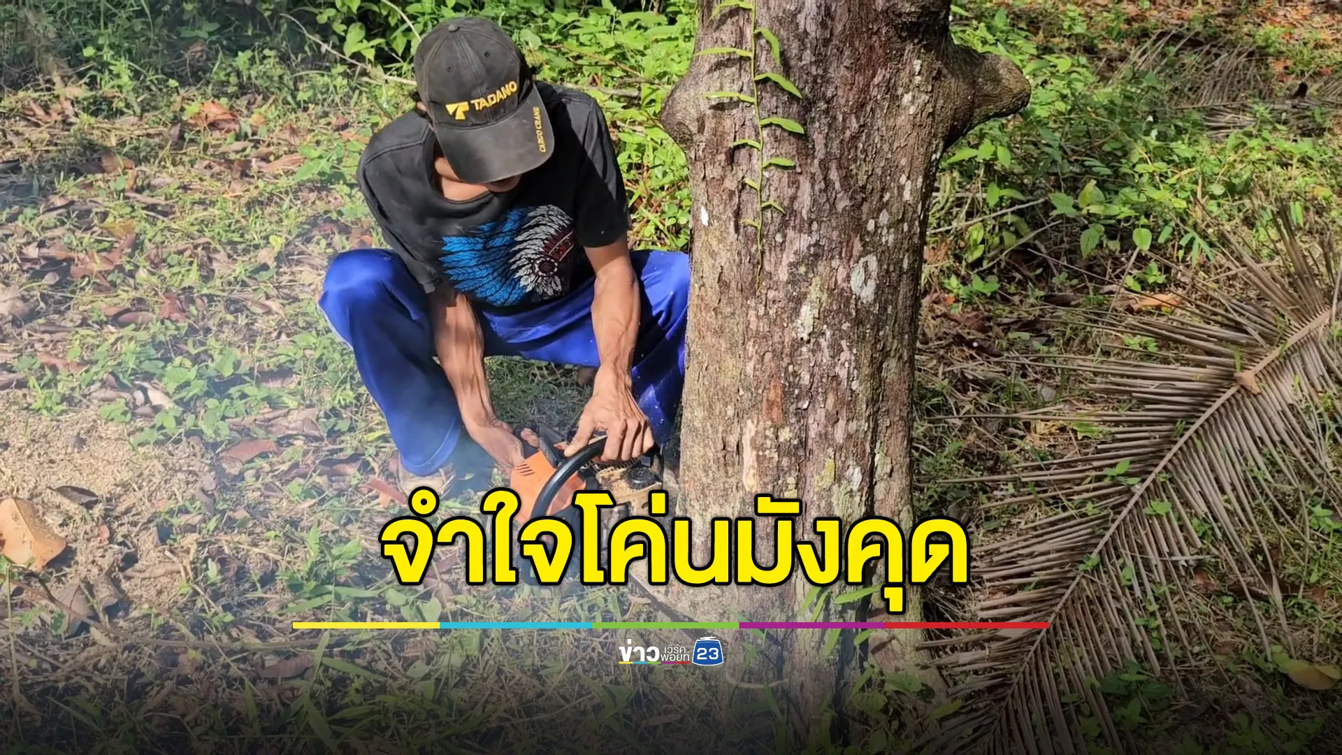 ชาวสวนจำใจทยอยโค่นต้นมังคุด ปรับตัวหลังราคาดิ่งเหว