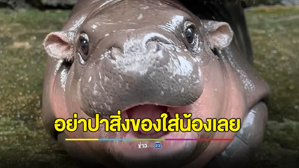 สวนสัตว์เปิดเขาเขียวตั้งกฎเหล็กป้อง "น้องหมูเด้ง" หลังมีคนมือบอนรังแก