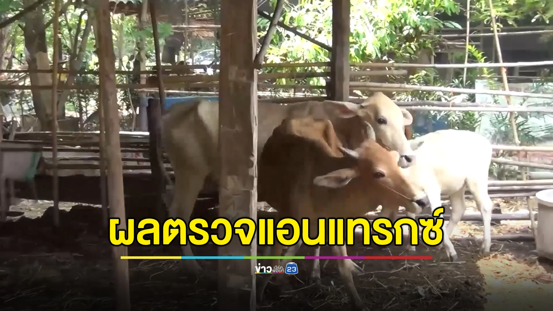 อัปเดต!“โรคแอนแทรกซ์”มุกดาหาร ผลตรวจผู้ป่วยเข้าข่ายออกแล้ว 2 ราย พร้อมเปิดจำนวนผู้สัมผัส - กลุ่มเสี่ยง