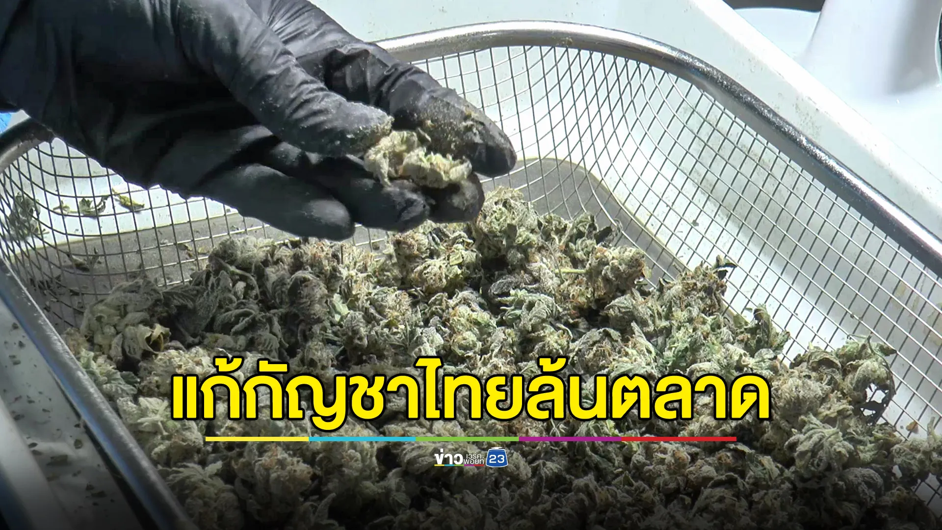 กัญชาไทยล้นตลาด แนะวิสาหกิจฯหาทางรอด ผันตัวสู่บริษัทผลิตเพื่อส่งออก