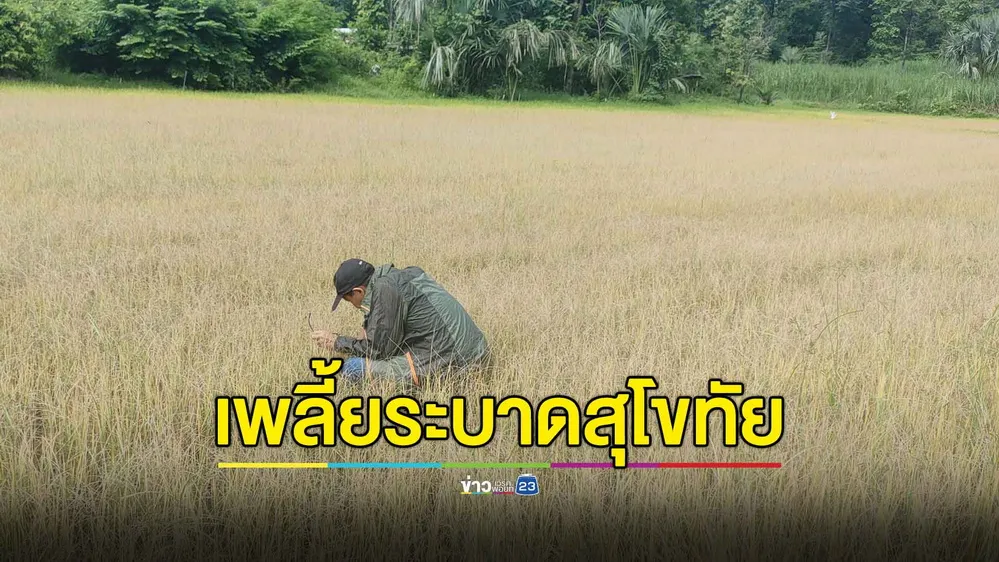 เกษตรสุโขทัยเตือน พบเพลี้ยกระโดดระบาดหนักในพื้นที่บ้านด่านลานหอย