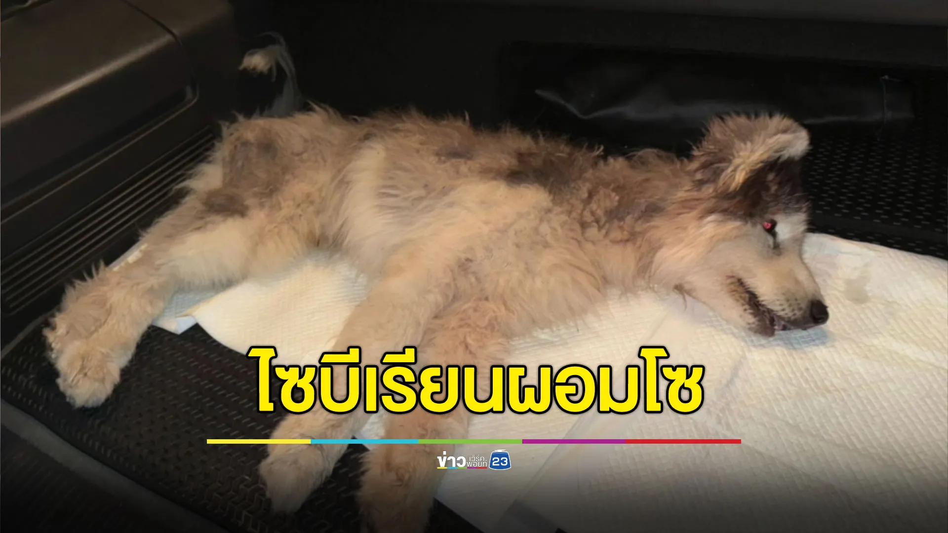 เร่งช่วยไซบีเรียนถูกปล่อยทิ้งในบ้านจนผอมโซ