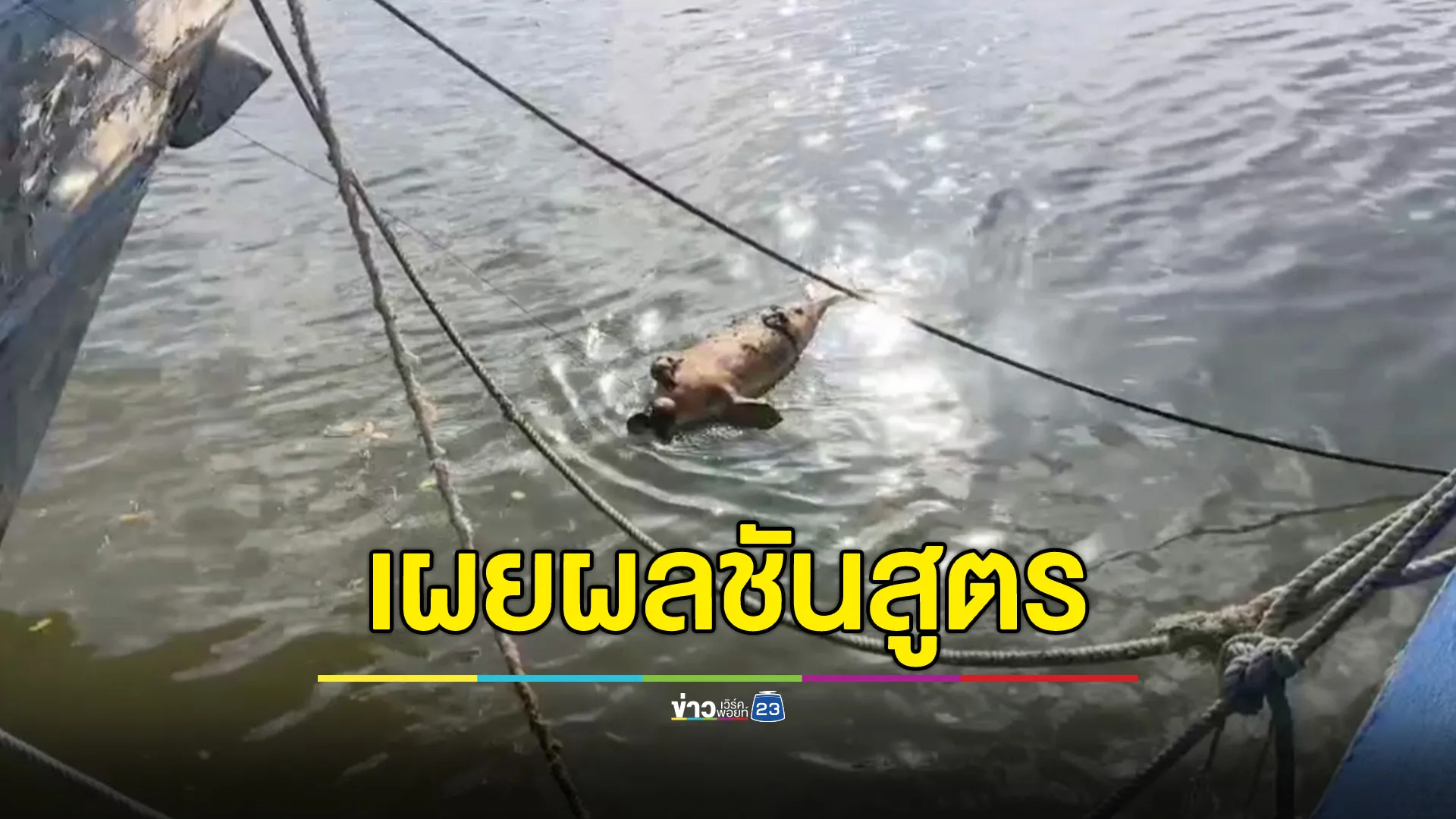 เผยผลชันสูตร ซากพะยูนลอยตายในคลองจิหลาด กระบี่