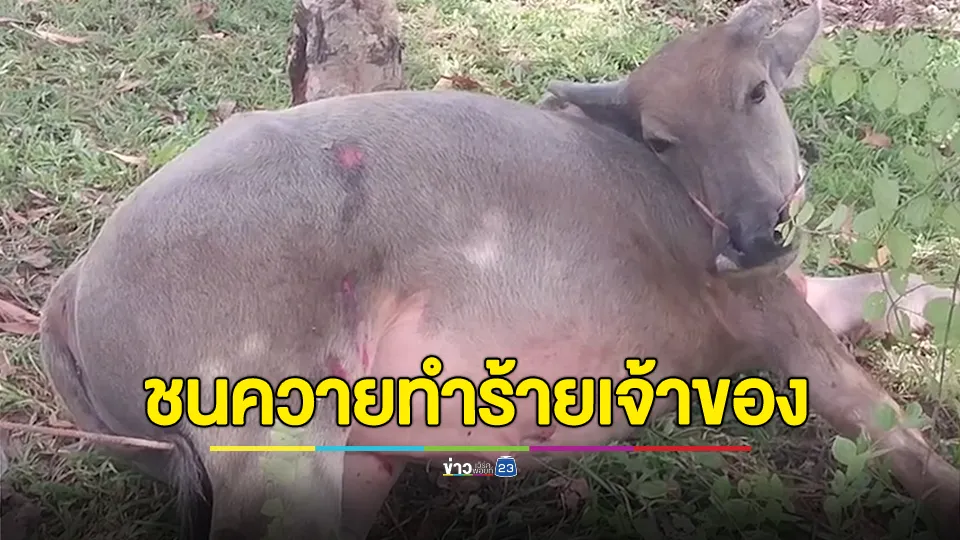 หญิงขับเก๋งชนควายวิ่งตัดหน้า หัวร้อนใช้ป้ายทะเบียนรถฟาดหน้า เจ้าของควาย วัย 71 เลือดอาบ 