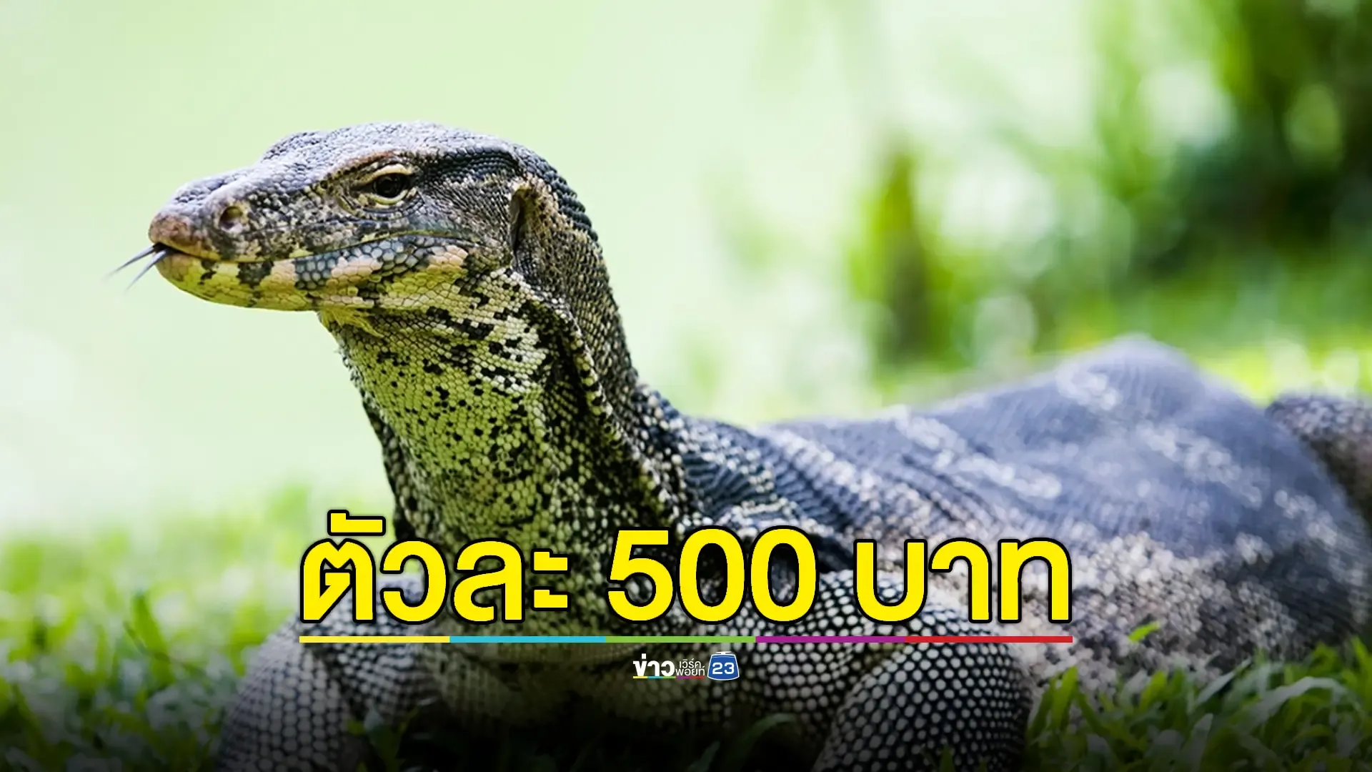 กรมอุทยานฯ แจงกรณีอนุญาตให้เพาะพันธุ์ "เหี้ย" เชิงพาณิชย์