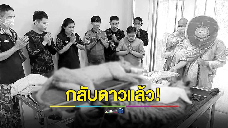 กลับดาวแล้ว "ย่าเดือน-น้องเปรี้ยว" เสือโคร่งชราและสิงโต บึงฉวาก