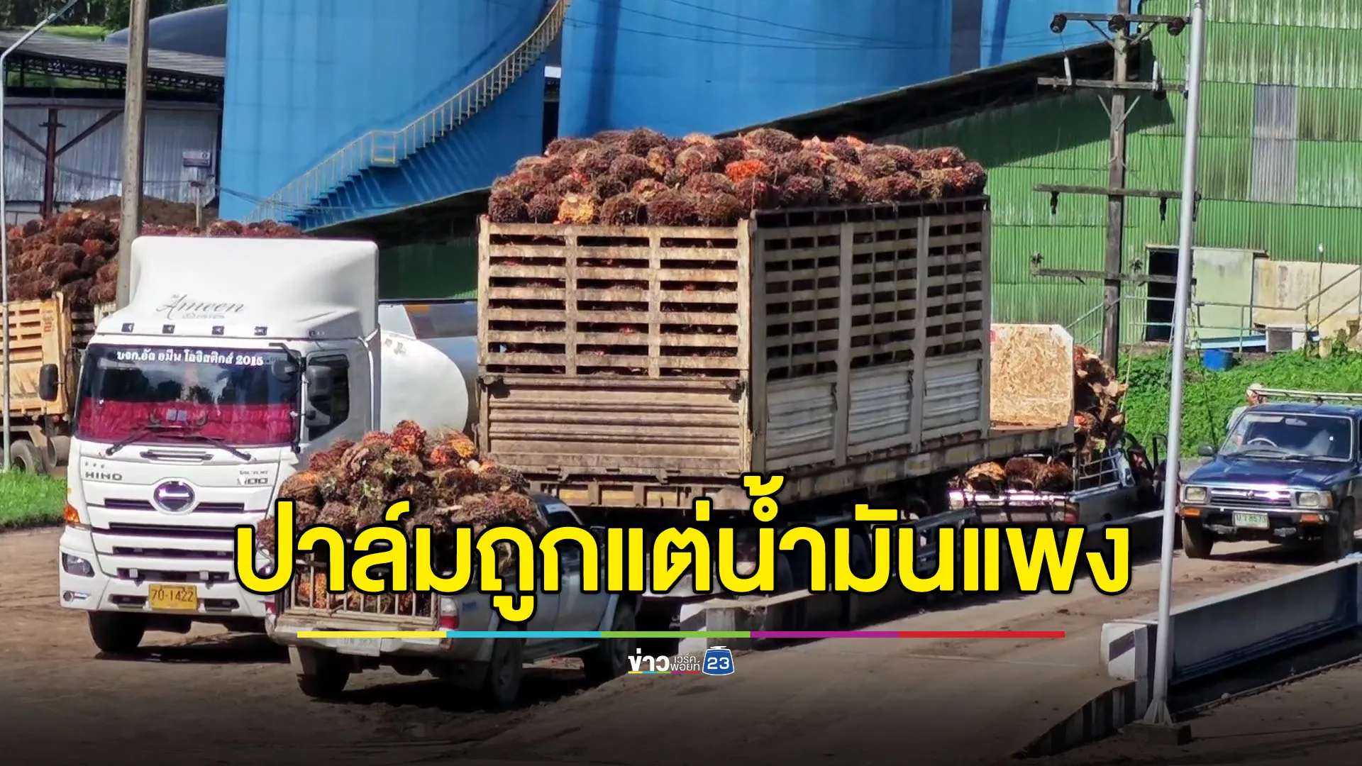 แม่ค้างง ปาล์มล้นตลาดราคาตกต่ำแต่น้ำมันกลับแพง