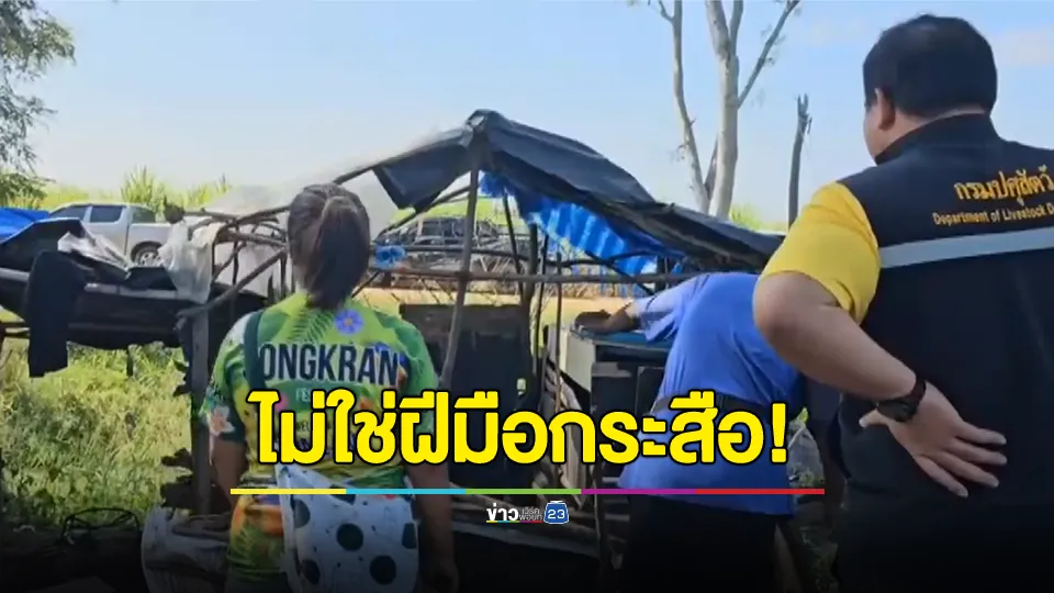 ปศุสัตว์รุดตรวจสอบไก่ตายปริศนาคืนวันพระ12 ตัว ป้ายังเชื่อฝีมือกระสือ