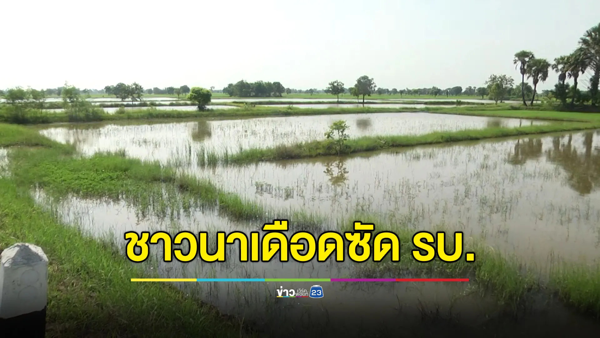 ชาวนาโคราชเดือดซัดรัฐบาล นโยบายห้ามเผาทำน้ำท่วมนา
