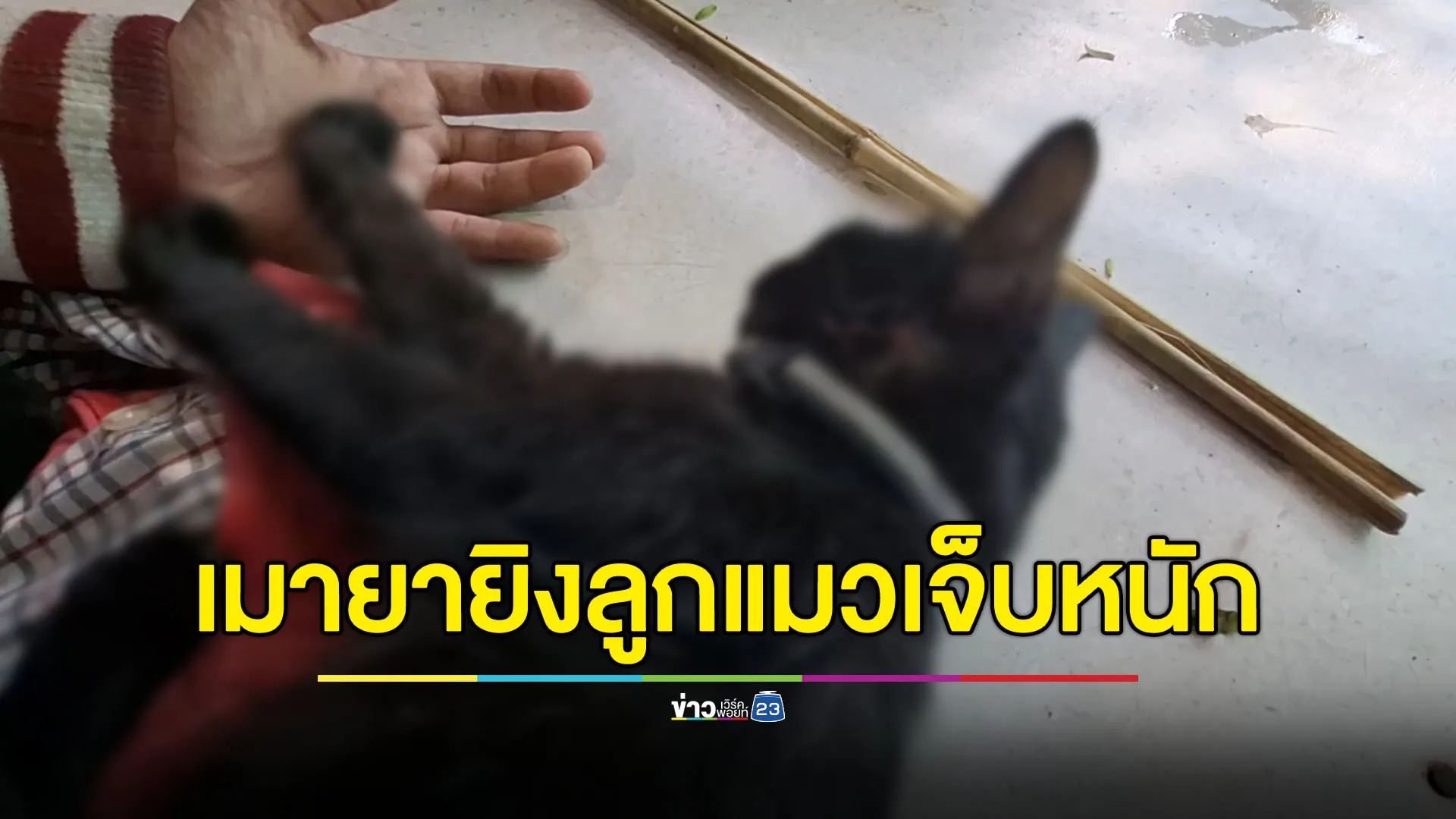 สลด เพื่อนบ้านเมายา ยิ่งลูกแมวน้อย 3 เดือนเจ็บหนัก