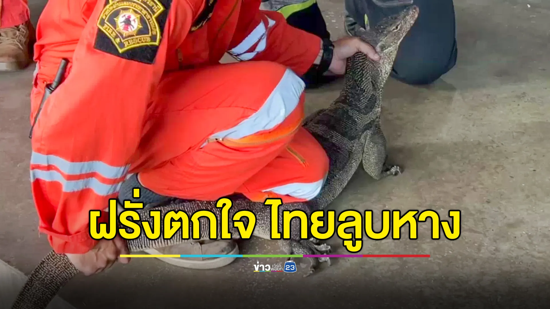 ฝรั่งตกใจเห็นตัวเงินตัวทองในร้านอาหาร ขอลูบหางเผื่อมีโชค
