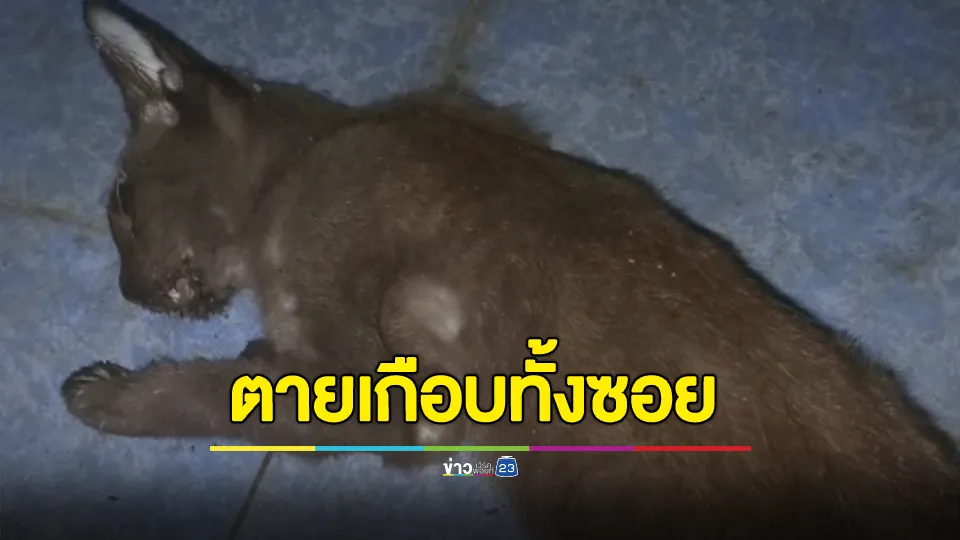 ทาสแมวร้องสื่อ ช่วยหาตัวคนวางยาเบื่อแมว หลังทยอยตายเกือบทั้งซอย