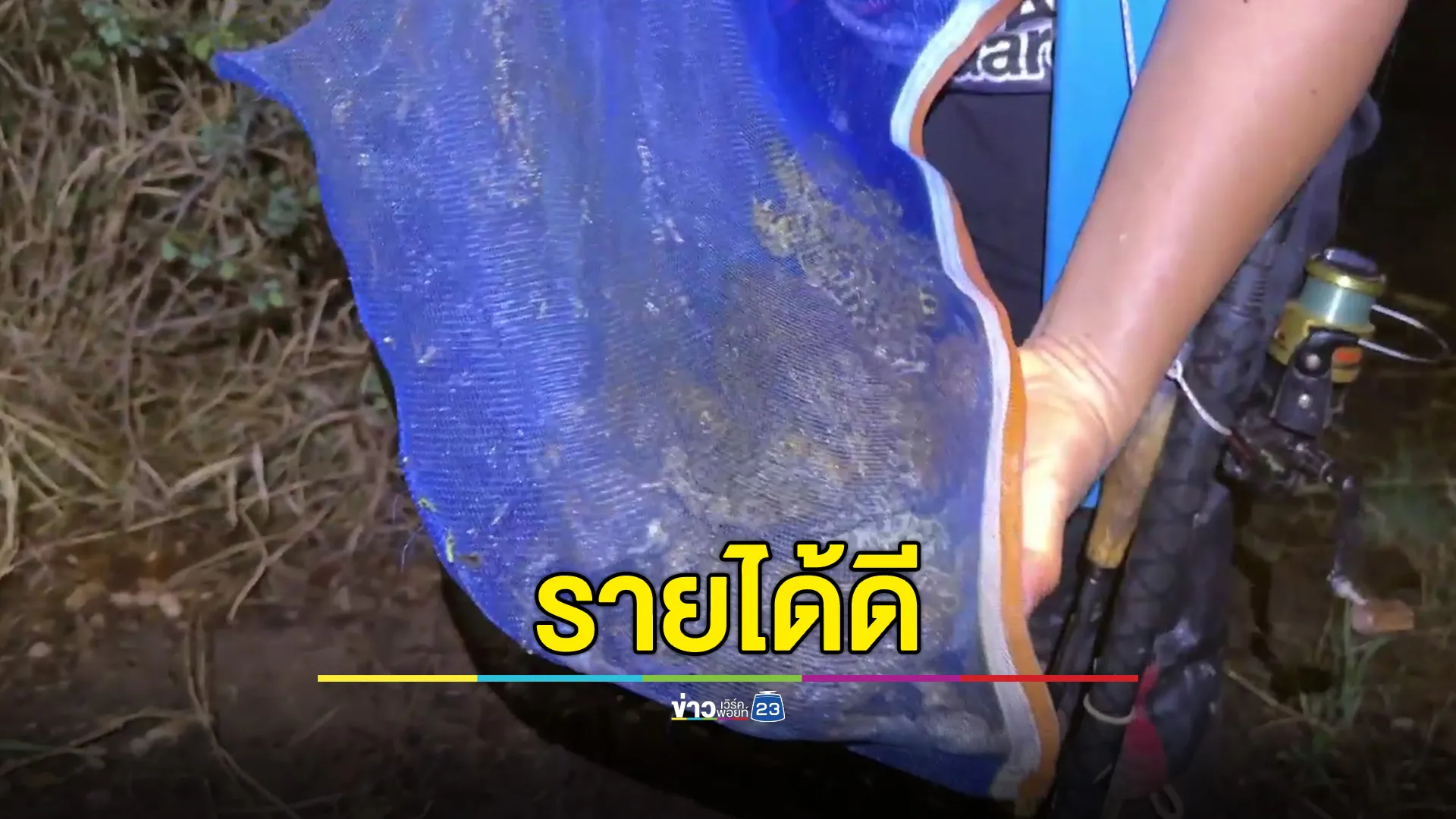 ฝนตกหนัก ออกจับกบ-อึ่ง ขายรายได้ดี