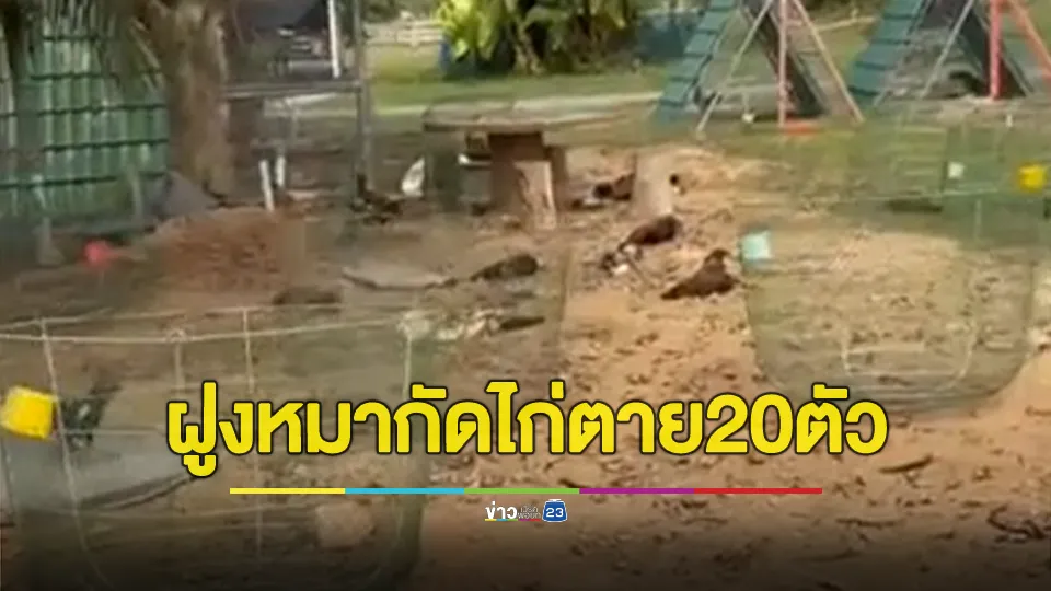 ฝูงหมาบุกฟาร์มไก่ชน คว่ำสุ่มกระชากกรง กัดไก่ตาย 20 ตัว เสียหายเกือบ 1 แสนบาท