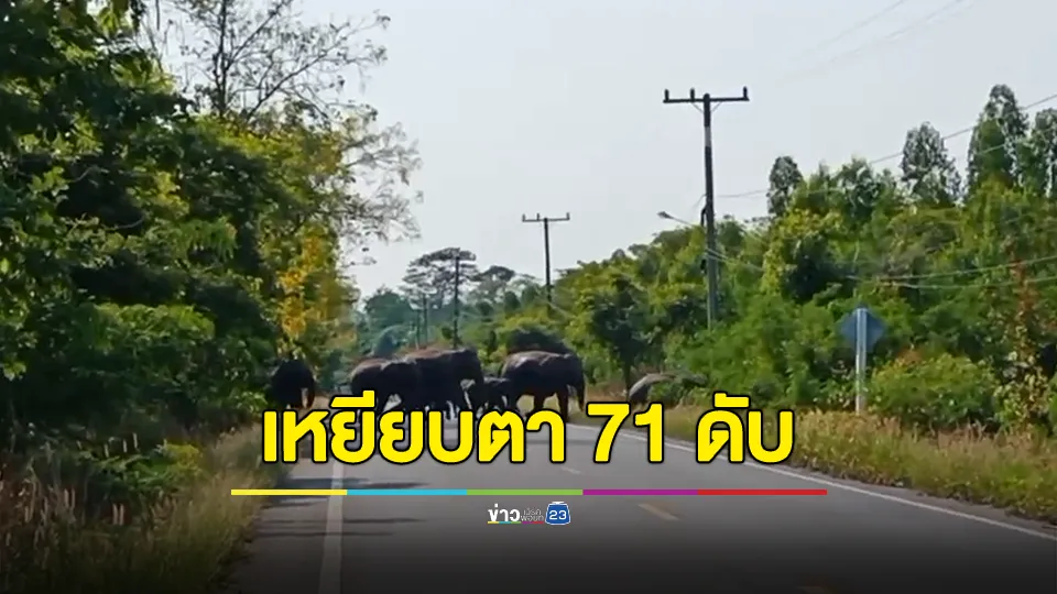 อีกแล้ว! ตาวัย 71 ปี ถูกช้างป่าทำร้ายเจ็บ ก่อนเสียชีวิตขณะนำส่ง รพ.